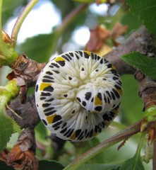 Cimbex quadrimaculatus