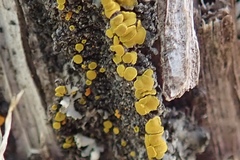 Candelariella aurella