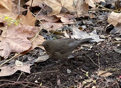 Turdus merula