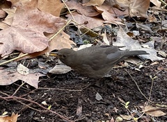 Turdus merula
