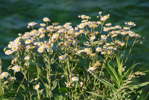 Erigeron philadelphicus