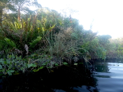 Ampelaster carolinianus