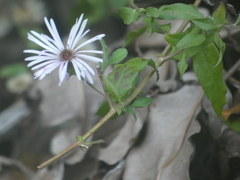 Ampelaster carolinianus