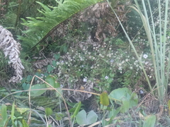 Ampelaster carolinianus