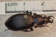Carabus leachi
