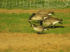 Branta canadensis parvipes