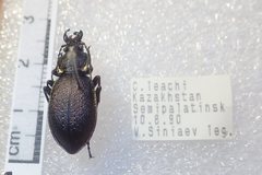 Carabus leachi