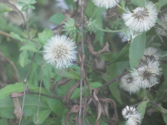 Ampelaster carolinianus