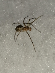 Pityohyphantes phrygianus