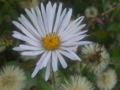 Ampelaster carolinianus