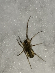 Pityohyphantes phrygianus