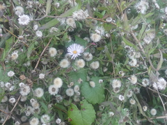 Ampelaster carolinianus