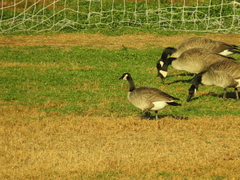 Branta canadensis parvipes