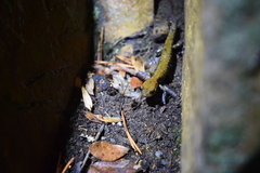 Plethodon petraeus
