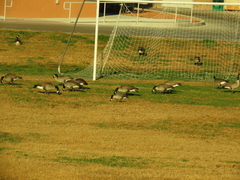 Branta canadensis parvipes