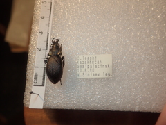 Carabus leachi