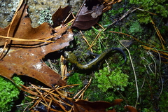 Plethodon petraeus