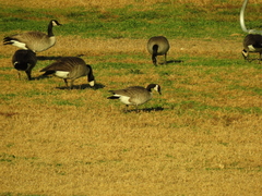 Branta canadensis parvipes