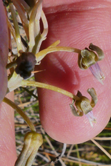 Ledebouria ensifolia