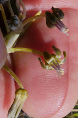 Ledebouria ensifolia