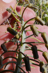 Ledebouria ensifolia