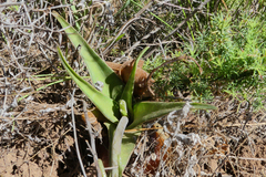 Ledebouria ensifolia