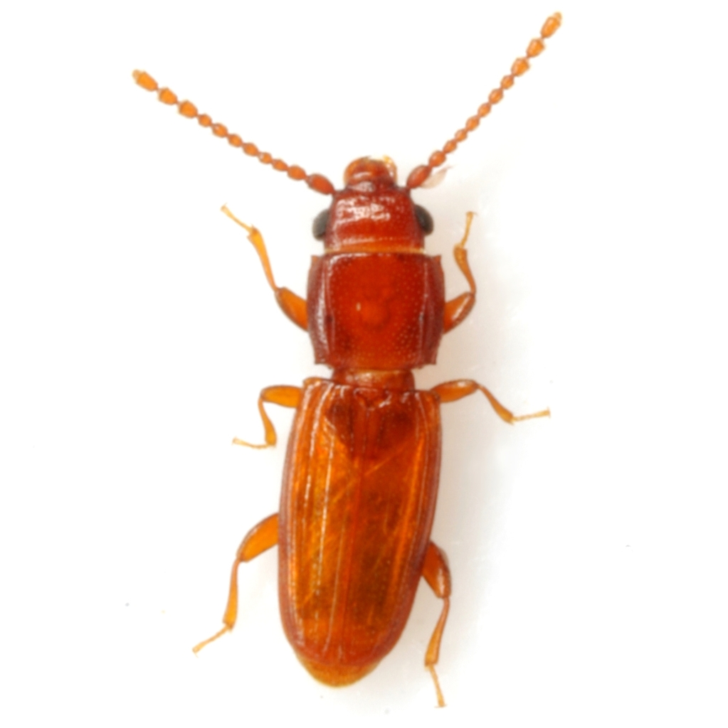 Placonotus zimmermanni