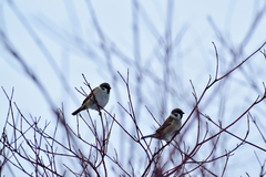Passer montanus