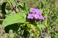 Lantana rugosa