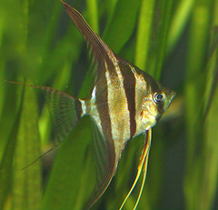 Pterophyllum altum