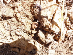 Pachyiulus cattarensis