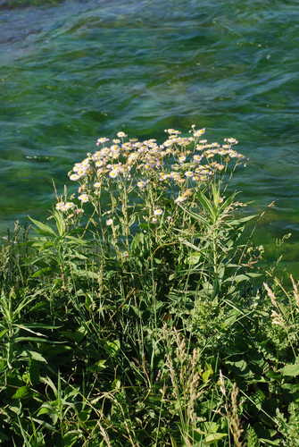 Erigeron philadelphicus