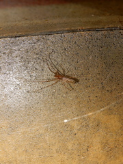 Tetragnatha nitens