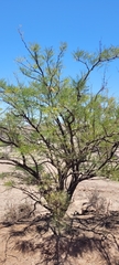 Prosopis chilensis