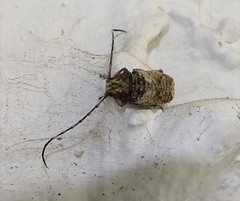 Phloeobius