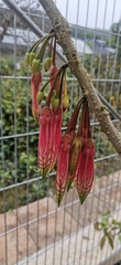 Agapetes megacarpa