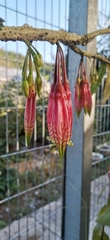 Agapetes megacarpa