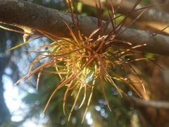 Tillandsia setacea