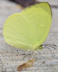 Gandaca harina distanti