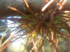Tillandsia setacea