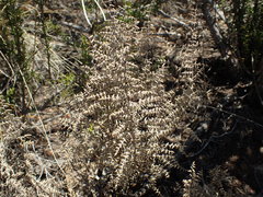 Pellaea mucronata mucronata