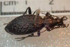 Carabus avinovi