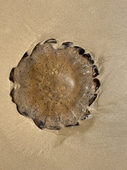 Desmonema gaudichaudi