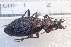Carabus avinovi