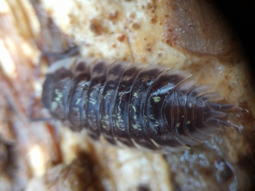 Common Shiny Woodlouse, Warmond, Zuid-Holland, Netherlands, photo 9 of 10