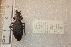 Carabus avinovi