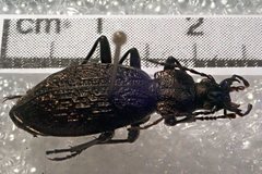 Carabus avinovi