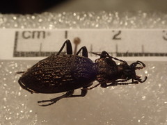 Carabus avinovi