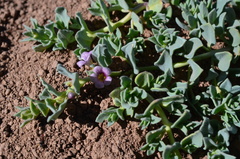 Melosperma andicola