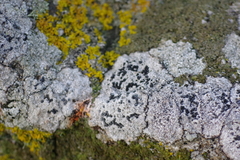 Lecidella anomaloides